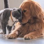 Image of a friendly dog and cat 